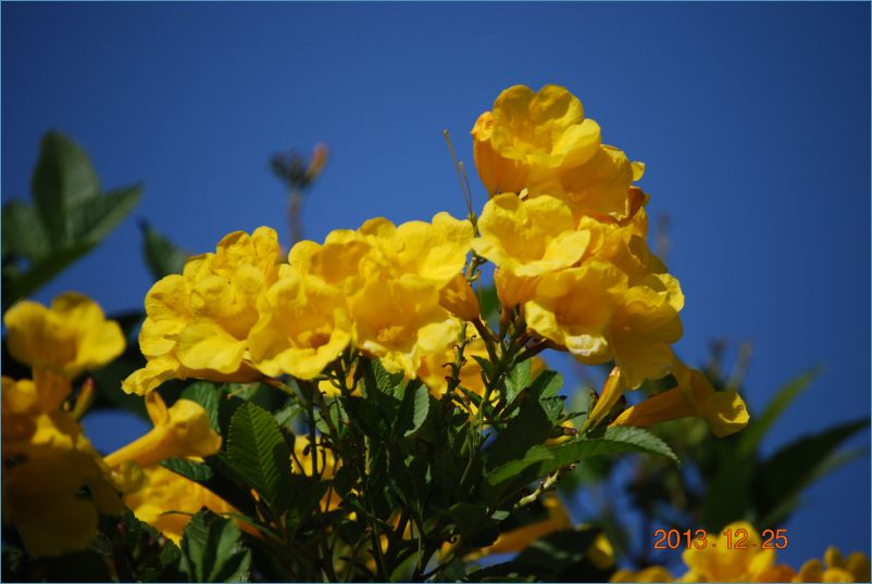 sharm 12 124